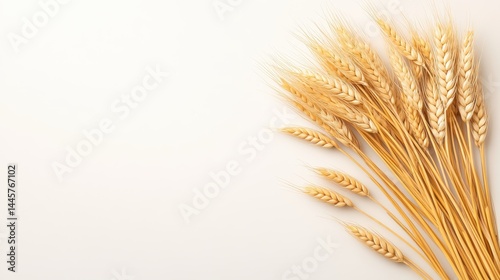 A bundle of golden barley stalks arranged on a neutral background, showcasing their natural texture and organic shape with copy space.