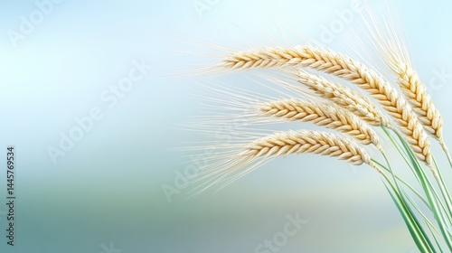 Obraz na płótnie A close-up shot of several wheat stalks with their golden grains clearly visible, set against a minimalist natural background. w salonie