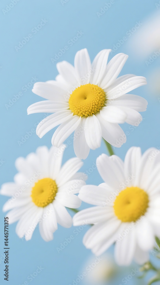 Obraz premium daisies 