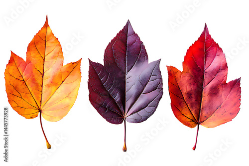 Wallpaper Mural Three autumn leaves vivid colors isolated on black background beautiful fall foliage Torontodigital.ca