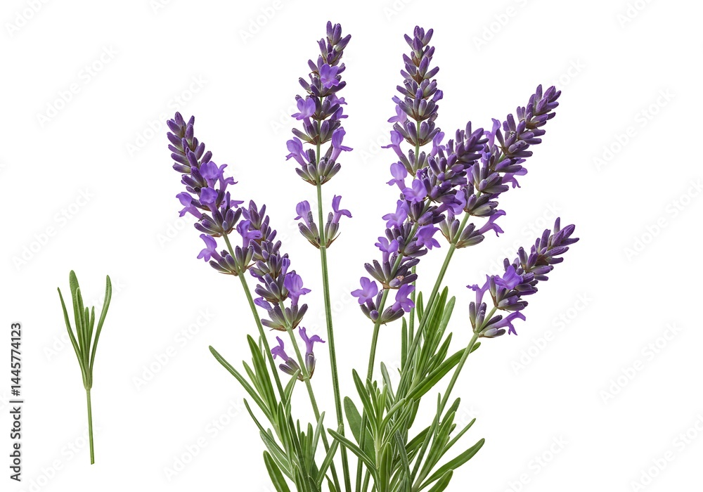 A close up of lavender flowers with green leaves isolated against a plain white background view from above A close up of lavender flowers with green leaves isolated against a plain white background view from above