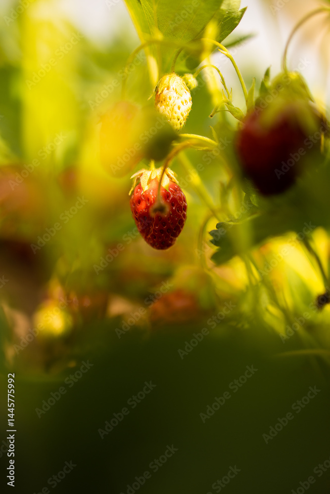 Obraz premium Ripe strawberries grow on bushes on a sunny summer day