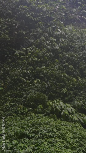 Pared de hojas en la selva cerca de cascada a cámara lenta. Bali, Indonesia, Sekumpul