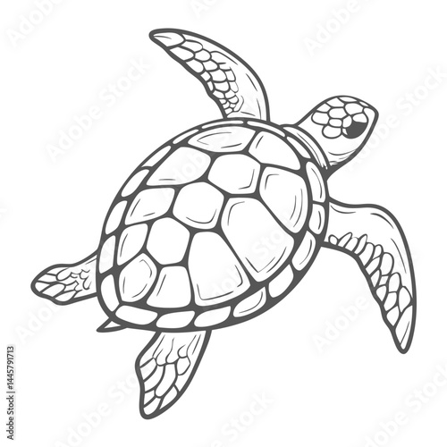Sea Turtle Outline Illustration - Chelonia Mydas