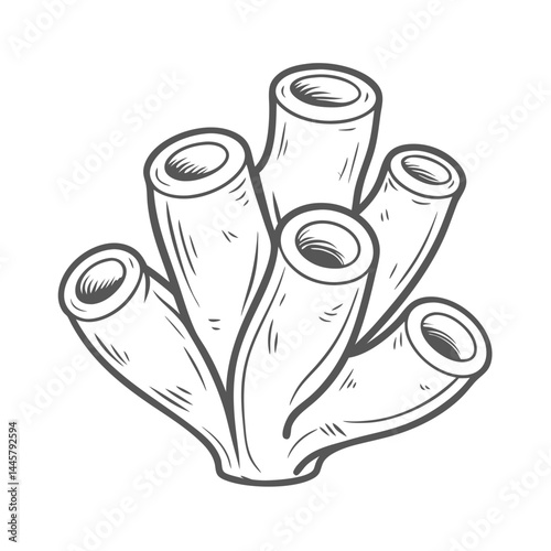 Sea Squirt Colonial Ascidian Line Art Illustration
