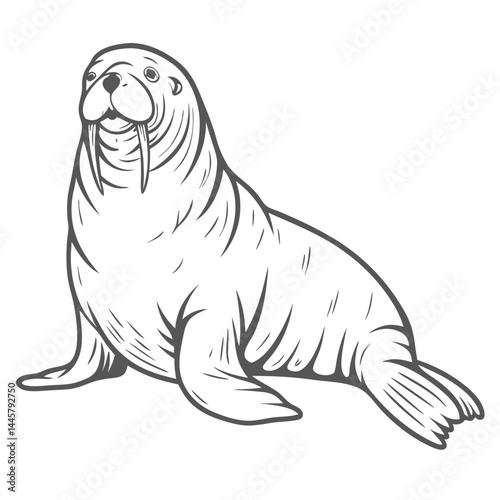 Steller Sea Lion Illustration, Vector Outline