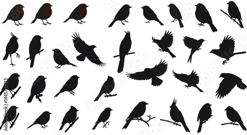 Silhouette bird vector art: flying birds, perched birds, bird species, bird illustration, bird shapes
