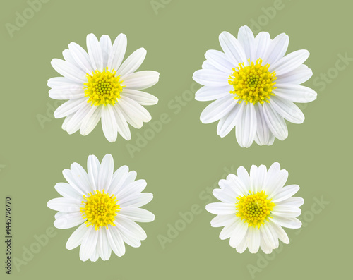A cutout of Chamomile flower daisy flower on a white background symbolizing joy positivity and simple natural beauty.