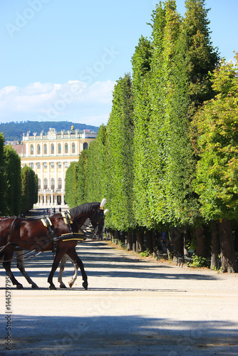 Two horses and a carriage in the beautiful Schonbrunn garden, in Vienna, Austria.