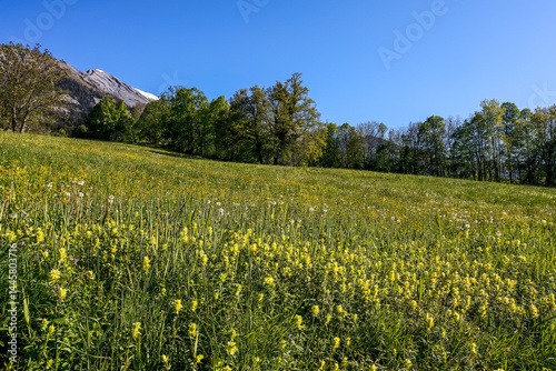Prairie à fleurs naturelles dans la région de Savièse, en valais.