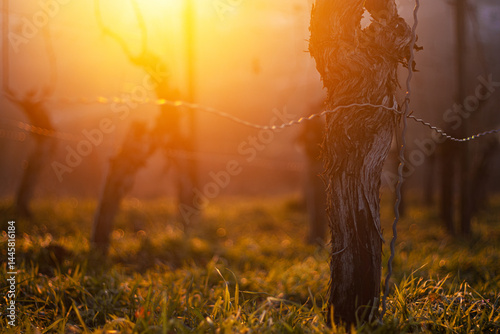 Sunset over dormant vineyard in early spring at golden hour with leafless grapevines in warm sunset light. Selective focus