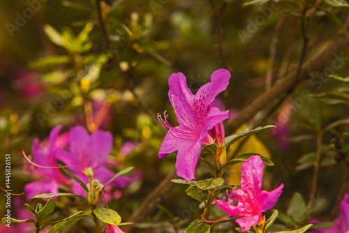 Pink Azalea (Rhododendron Sp.) 16292