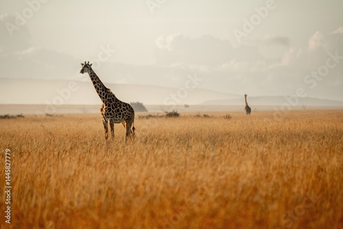 giraffe grazing in a field of grass