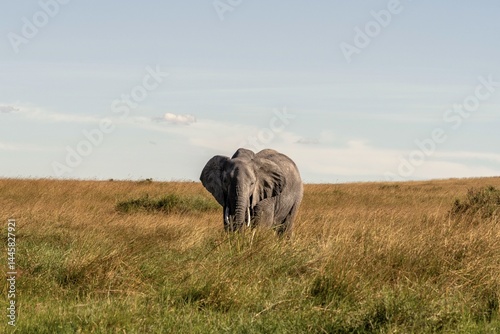 elephant grazing in the grass