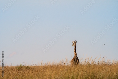 giraffe in the grass