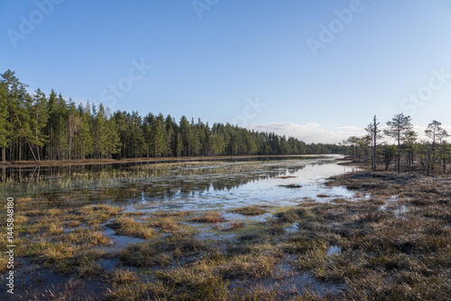 Estonia - April 26 2025: Spring in Kõnnu Suursoo Mire. Scenic Wetland Landscape with Dangerous Floating Peat Moss and Typical Swamp Grass around Bog Pool named Pikklaugas in Soft Morning Light.
