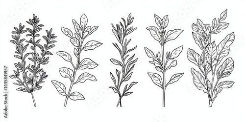 A Stunning Collection of Culinary Herbs in Line Art 