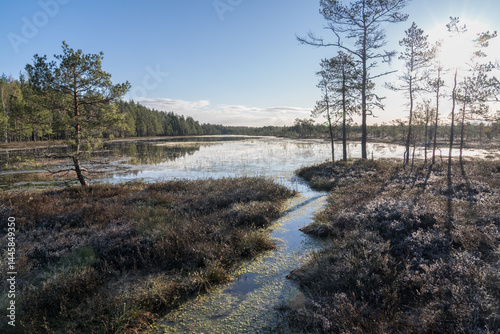 Estonia - April 26 2025: Spring in Kõnnu Suursoo Mire. Scenic Wetland Landscape with Dangerous Floating Peat Moss and Typical Swamp Grass around Bog Pool named Pikklaugas in Soft Morning Light.