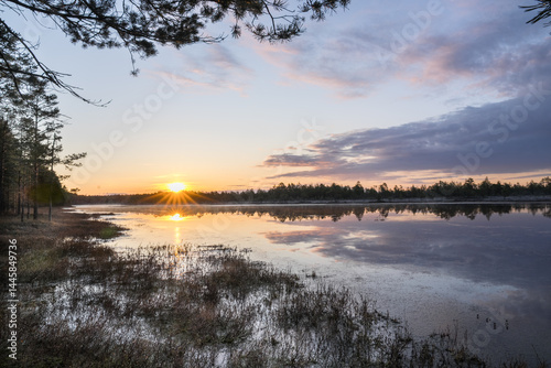 Estonia - April 26 2025: Spring in Kõnnu Suursoo Mire. Scenic Wetland Landscape with Dangerous Floating Peat Moss and Typical Swamp Grass around Bog Pool named Pikklaugas in Soft Morning Light.
