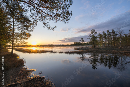 Estonia - April 26 2025: Spring in Kõnnu Suursoo Mire. Scenic Wetland Landscape with Dangerous Floating Peat Moss and Typical Swamp Grass around Bog Pool named Pikklaugas in Soft Morning Light.