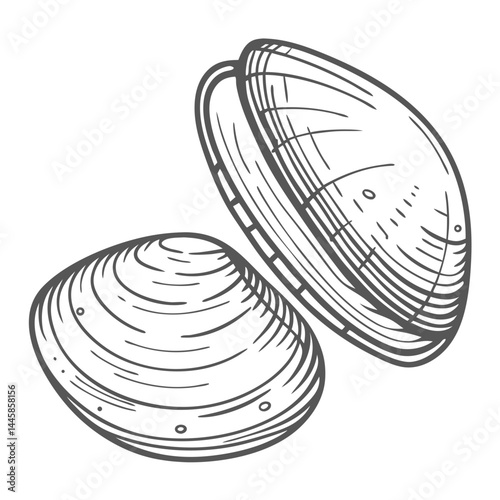 Cockle Shells - Cardiidae Family Line Art