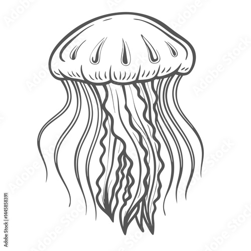 Lion's Mane Jellyfish Outline Illustration