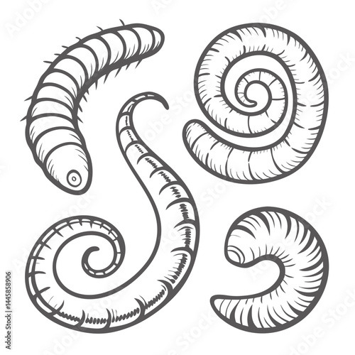 Worms of Various Phyla: Line Art Illustration