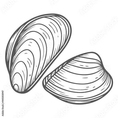 Zebra Mussel Illustration, Invasive Species Outline