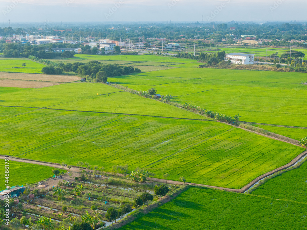 Naklejka premium Aerial view of vibrant green rice fields