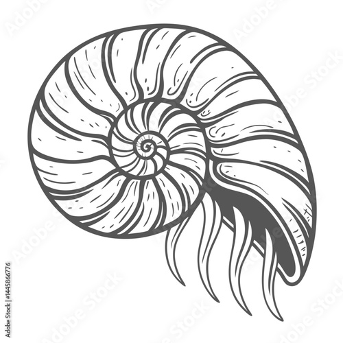 Chambered Nautilus Shell Illustration, Isolated