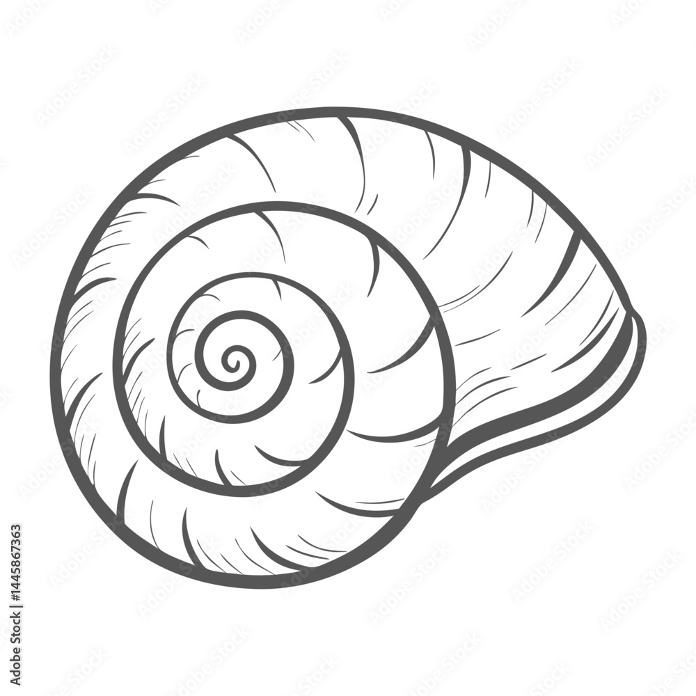 periwinkle--littorina-littorea- elegant classic impressive authentic periwinkle--littorina-littorea- elegant classic impressive authentic