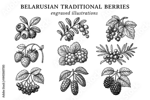 Beautiful engravings of Belarusian traditional berries showcasing their unique features and cultural significance in nature