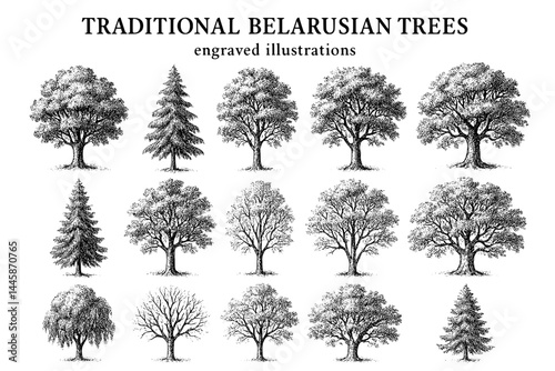 Engraved illustrations showcasing traditional Belarusian trees in artistic detail
