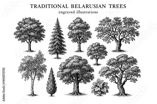 Exploring the beauty of traditional Belarusian trees through intricate engraved illustrations from a bygone era