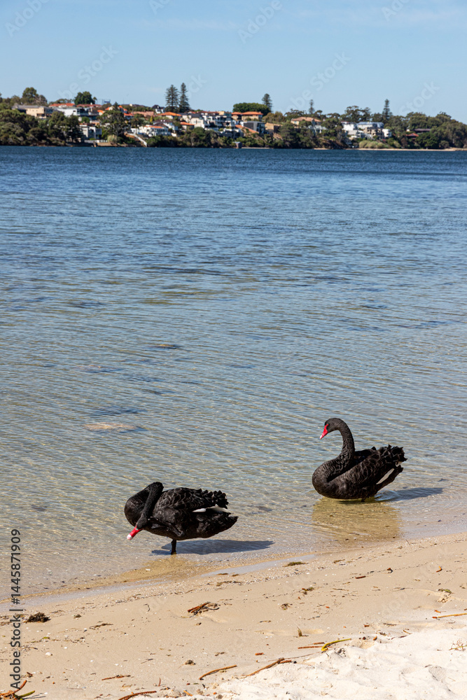 Black swans at Point Walter Reserve (Dyoondalup) on the Swan River, Perth, Western Australia, WA, Australia
