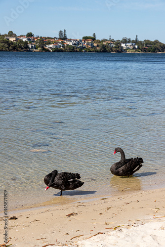 Obraz na płótnie Black swans at Point Walter Reserve (Dyoondalup) on the Swan River, Perth, Western Australia, WA, Australia w salonie