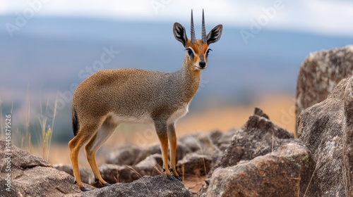 Kirk's Dik-Dik Portrait on Rocky Outcrop, African Wildlife