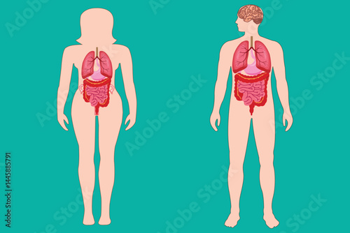 Human anatomy illustration showing male and female digestive and respiratory systems. eps 10