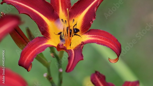 A tawny daylily in full bloom in a garden, showcasing its vibrant red and yellow petals.