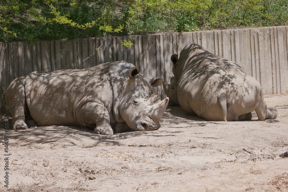 Two white rhinos lounging in a sandy enclosure during a sunny afternoon at the wildlife sanctuary