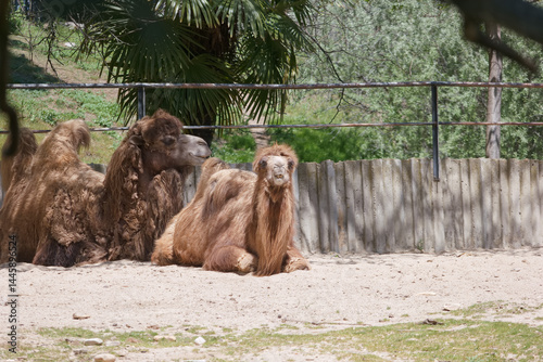 Obraz na płótnie Two camels resting in the sun at a wildlife park on a warm afternoon in summer w salonie