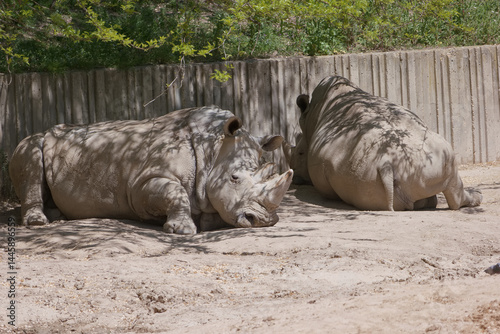 Obraz na płótnie Two white rhinos lounging in a sandy enclosure during a sunny afternoon at the wildlife sanctuary w salonie