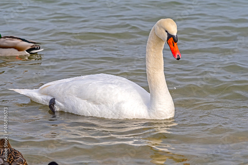 Fototapeta Naklejka Na Ścianę i Meble -  Beautiful swans and ducks swimming in the sea