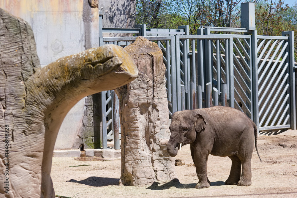 Young elephant explores a habitat with natural features in a sunny enclosure during midday