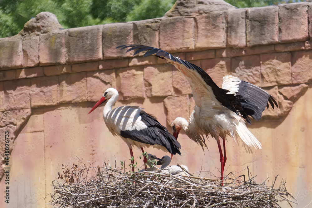 Storks tending to their nest during a sunny day in a natural habitat setting