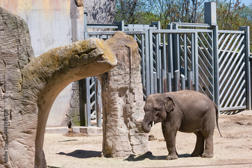 Obraz na płótnie Young elephant explores a habitat with natural features in a sunny enclosure during midday w salonie