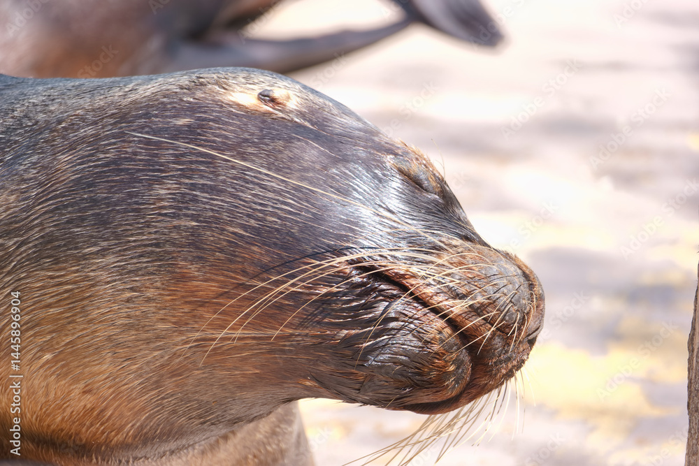 Sea lion basking in the sun with a peaceful expression on a warm day at the beach