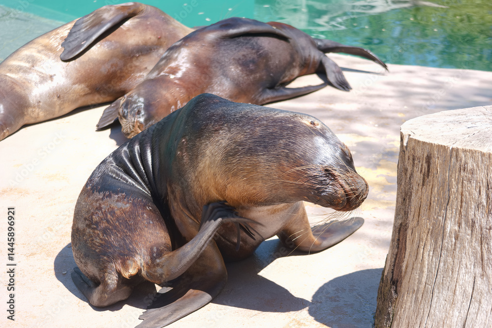 Sea lions lounging by the water during a sunny afternoon in a marine park