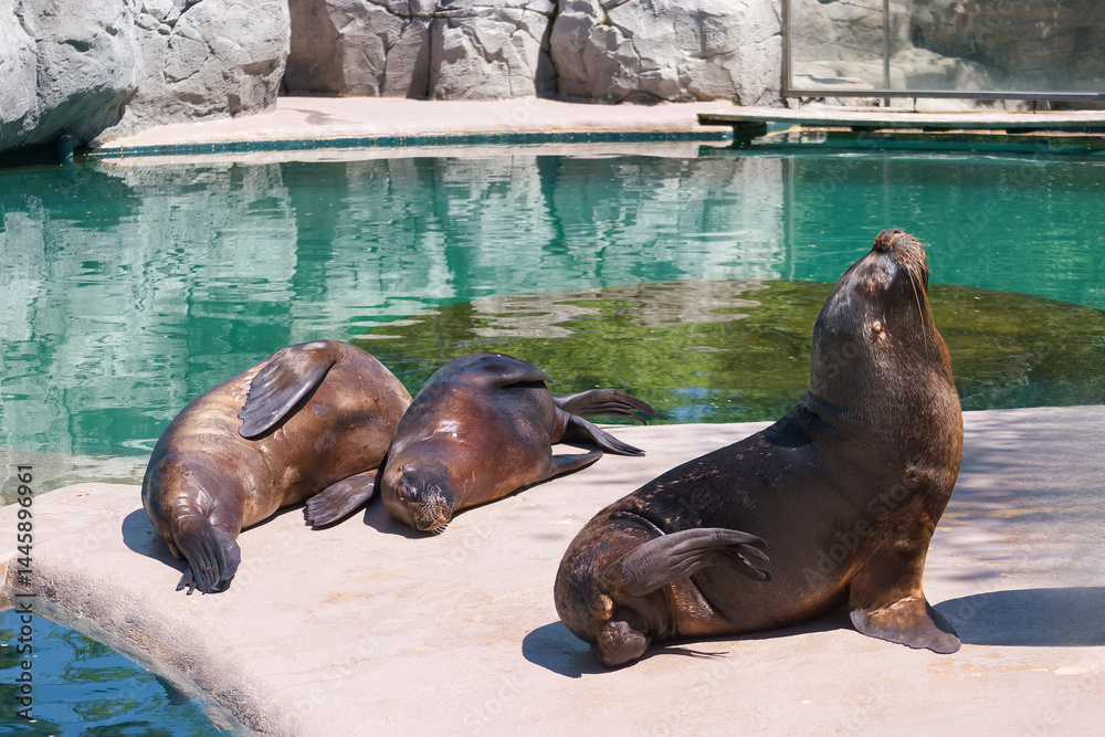 Three sea lions basking in the sun by a clear pool in a wildlife park during midday hours