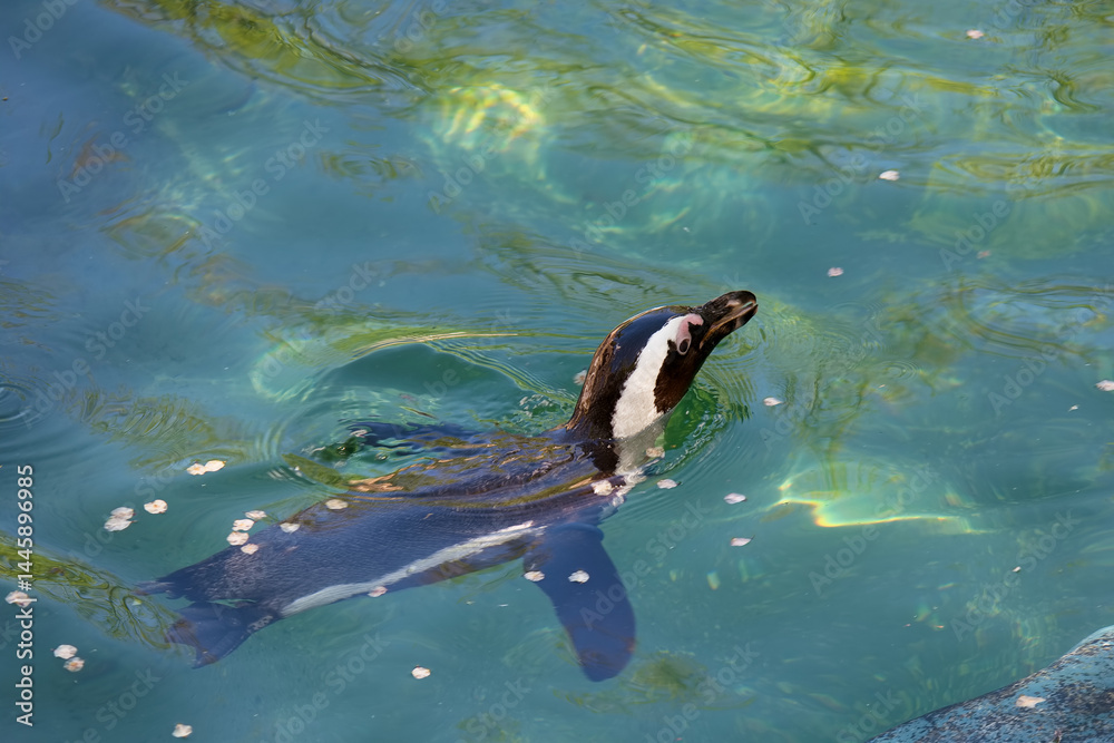 Penguin swimming in clear water at a scenic location during a sunny afternoon with natural reflections